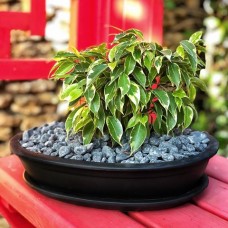  Колекція BONSAI (22)